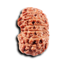 Load image into Gallery viewer, 14 mukhi Indonesian Rudraksha - Bead No. 366
