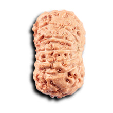 Load image into Gallery viewer, 14 mukhi Indonesian Rudraksha - Bead No. 367