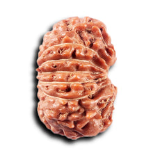 Load image into Gallery viewer, 14 mukhi Indonesian Rudraksha - Bead No. 366