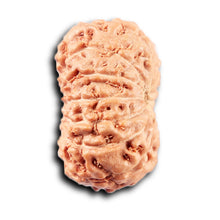 Load image into Gallery viewer, 14 mukhi Indonesian Rudraksha - Bead No. 367