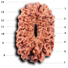 Load image into Gallery viewer, 14 mukhi Indonesian Rudraksha - Bead No. 369