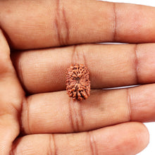 Load image into Gallery viewer, 14 mukhi Indonesian Rudraksha - Bead No. 369