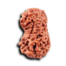 Load image into Gallery viewer, 14 mukhi Indonesian Rudraksha - Bead No. 369