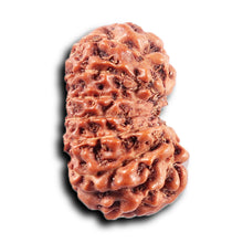 Load image into Gallery viewer, 14 mukhi Indonesian Rudraksha - Bead No. 369