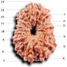 Load image into Gallery viewer, 14 mukhi Indonesian Rudraksha - Bead No. 370