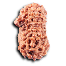 Load image into Gallery viewer, 14 mukhi Indonesian Rudraksha - Bead No. 370