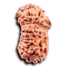 Load image into Gallery viewer, 14 mukhi Indonesian Rudraksha - Bead No. 370