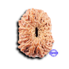Load image into Gallery viewer, 14 mukhi Indonesian Rudraksha - Bead No. 371