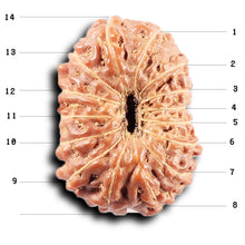 Load image into Gallery viewer, 14 mukhi Indonesian Rudraksha - Bead No. 371