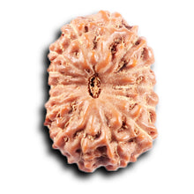 Load image into Gallery viewer, 14 mukhi Indonesian Rudraksha - Bead No. 371