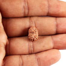 Load image into Gallery viewer, 14 mukhi Indonesian Rudraksha - Bead No. 371