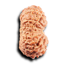 Load image into Gallery viewer, 14 mukhi Indonesian Rudraksha - Bead No. 371