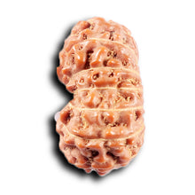 Load image into Gallery viewer, 14 mukhi Indonesian Rudraksha - Bead No. 371