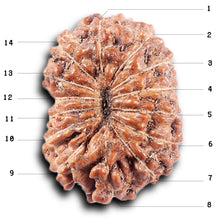 Load image into Gallery viewer, 14 mukhi Indonesian Rudraksha - Bead No. 372