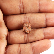 Load image into Gallery viewer, 14 mukhi Indonesian Rudraksha - Bead No. 372