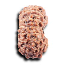 Load image into Gallery viewer, 14 mukhi Indonesian Rudraksha - Bead No. 372