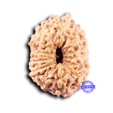 Load image into Gallery viewer, 14 mukhi Indonesian Rudraksha - Bead No. 373