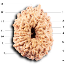 Load image into Gallery viewer, 14 mukhi Indonesian Rudraksha - Bead No. 373