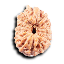 Load image into Gallery viewer, 14 mukhi Indonesian Rudraksha - Bead No. 373