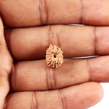 Load image into Gallery viewer, 14 mukhi Indonesian Rudraksha - Bead No. 373