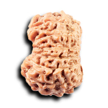 Load image into Gallery viewer, 14 mukhi Indonesian Rudraksha - Bead No. 373