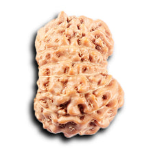 Load image into Gallery viewer, 14 mukhi Indonesian Rudraksha - Bead No. 373