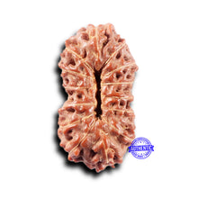Load image into Gallery viewer, 14 mukhi Indonesian Rudraksha - Bead No. 374