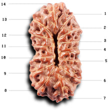 Load image into Gallery viewer, 14 mukhi Indonesian Rudraksha - Bead No. 374