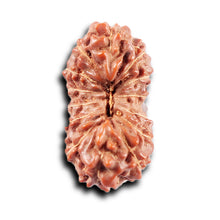 Load image into Gallery viewer, 14 mukhi Indonesian Rudraksha - Bead No. 374