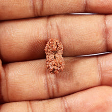 Load image into Gallery viewer, 14 mukhi Indonesian Rudraksha - Bead No. 374