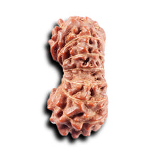 Load image into Gallery viewer, 14 mukhi Indonesian Rudraksha - Bead No. 374