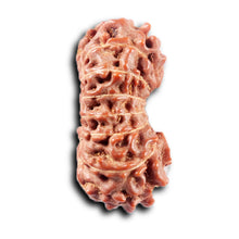 Load image into Gallery viewer, 14 mukhi Indonesian Rudraksha - Bead No. 374