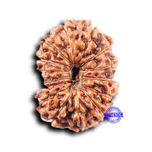 Load image into Gallery viewer, 14 mukhi Indonesian Rudraksha - Bead No. 375