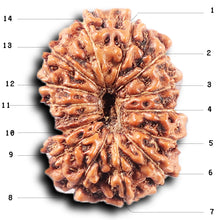 Load image into Gallery viewer, 14 mukhi Indonesian Rudraksha - Bead No. 375