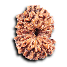 Load image into Gallery viewer, 14 mukhi Indonesian Rudraksha - Bead No. 375