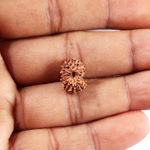 Load image into Gallery viewer, 14 mukhi Indonesian Rudraksha - Bead No. 375
