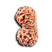 Load image into Gallery viewer, 14 mukhi Indonesian Rudraksha - Bead No. 375
