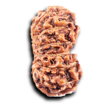 Load image into Gallery viewer, 14 mukhi Indonesian Rudraksha - Bead No. 375