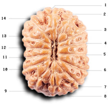 Load image into Gallery viewer, 14 mukhi Indonesian Rudraksha - Bead No. 377