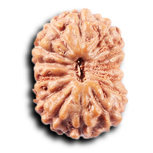 Load image into Gallery viewer, 14 mukhi Indonesian Rudraksha - Bead No. 377