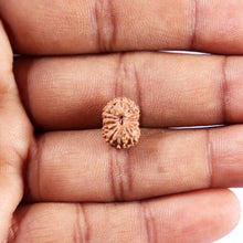 Load image into Gallery viewer, 14 mukhi Indonesian Rudraksha - Bead No. 377