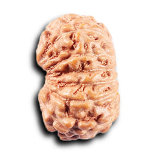 Load image into Gallery viewer, 14 mukhi Indonesian Rudraksha - Bead No. 377