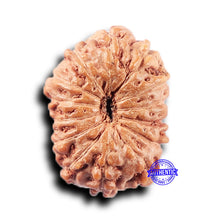 Load image into Gallery viewer, 14 mukhi Indonesian Rudraksha - Bead No. 378