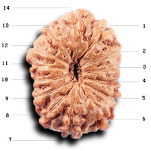 Load image into Gallery viewer, 14 mukhi Indonesian Rudraksha - Bead No. 378