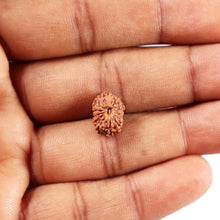 Load image into Gallery viewer, 14 mukhi Indonesian Rudraksha - Bead No. 378