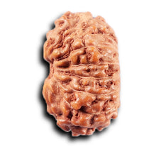 Load image into Gallery viewer, 14 mukhi Indonesian Rudraksha - Bead No. 378