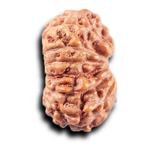 Load image into Gallery viewer, 14 mukhi Indonesian Rudraksha - Bead No. 378
