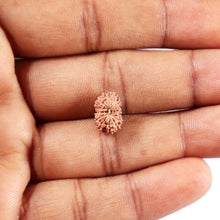 Load image into Gallery viewer, 14 mukhi Indonesian Rudraksha - Bead No. 380