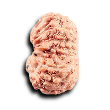 Load image into Gallery viewer, 14 mukhi Indonesian Rudraksha - Bead No. 380