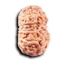 Load image into Gallery viewer, 14 mukhi Indonesian Rudraksha - Bead No. 380
